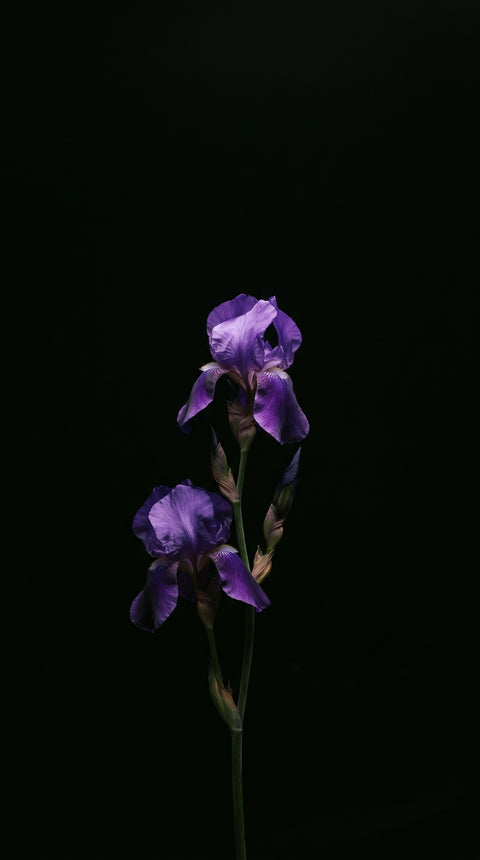 Iris flowers on black