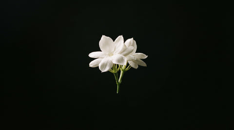 Jasmine blossom on black