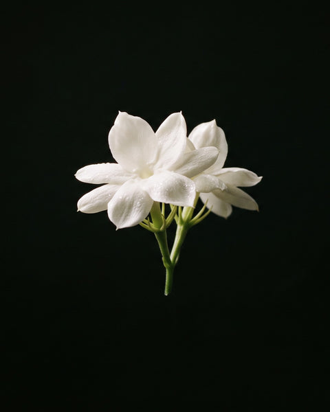 Jasmine blossom on black
